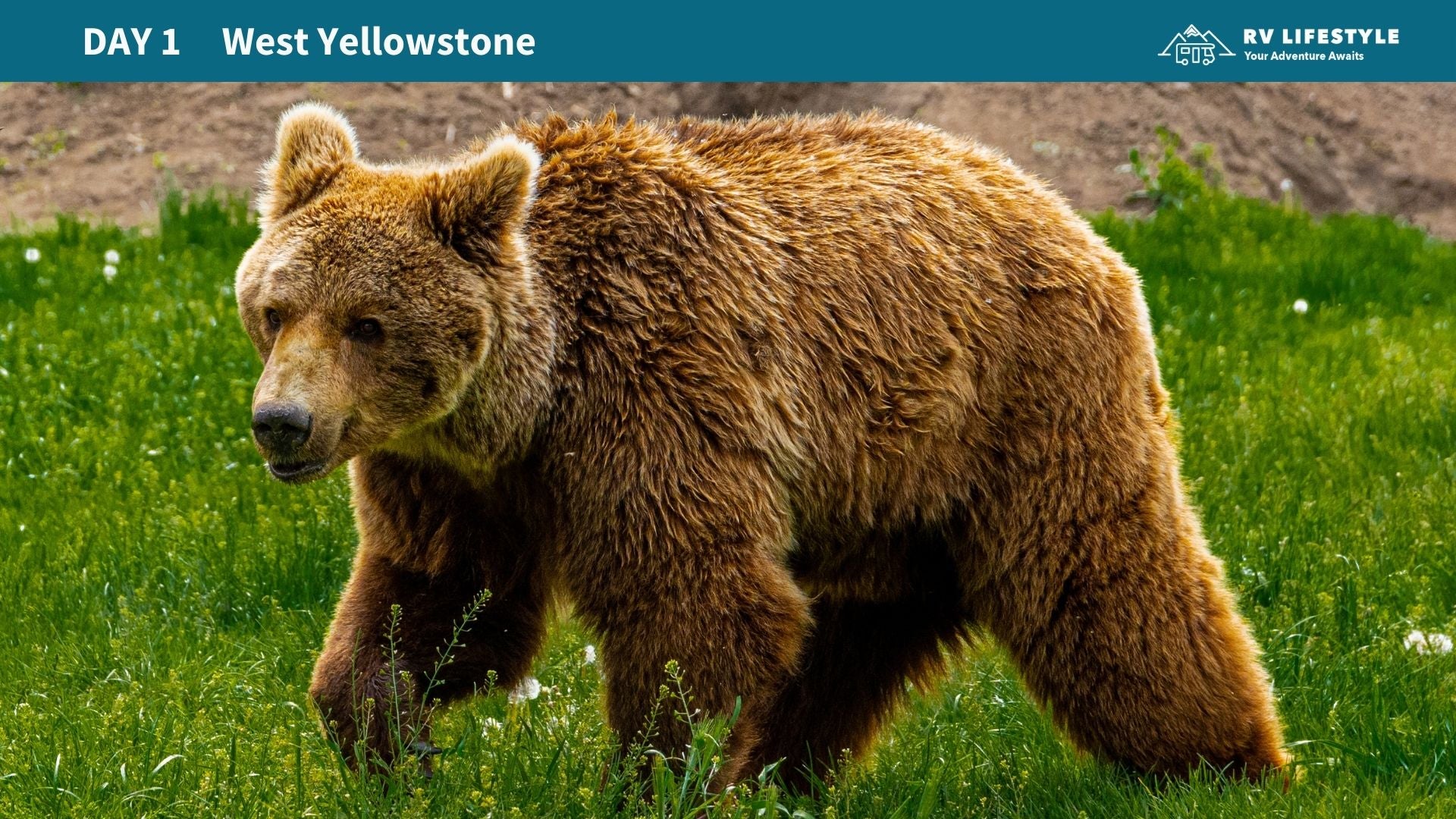 Yellowstone National Park RV Adventure Guide